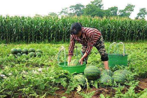 娱乐718.吃瓜王大炮