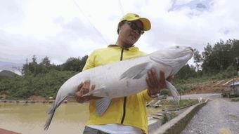 青鱼视频在线观看国产
